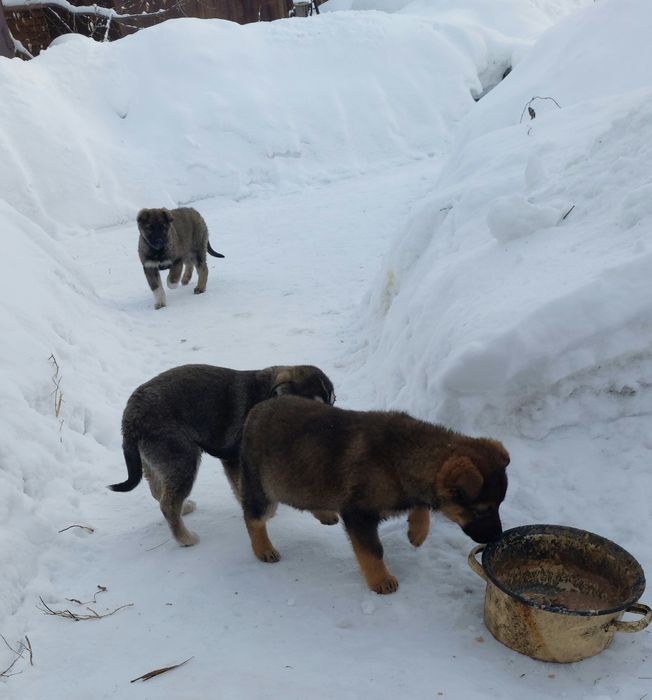 Отдам щенка, девочку.