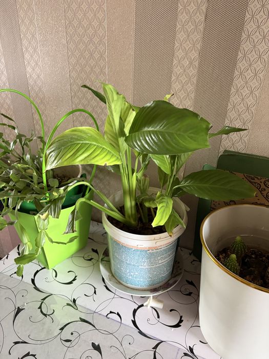 Продам цветы для дома