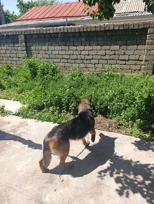Продается немецкая овчарка девочка