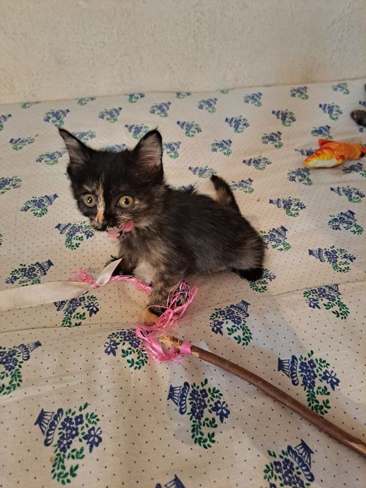Отдам котёнка в добрые руки!