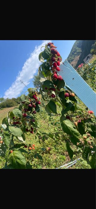 Vand butasi de zmeura Polka