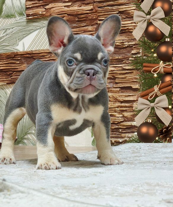 Очаровательная девочка