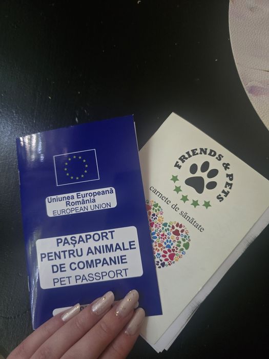 Femela Dog German Great dane cu pasaport eu