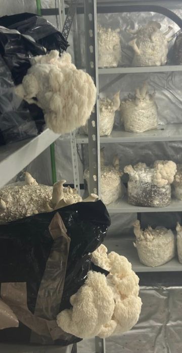 Micro ferma ciuperci gourme si medicinal(specialitate) cu LAB steril