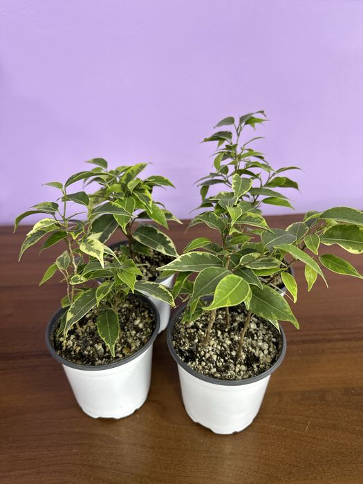 Фикусы , ухоженные адоптирлванные