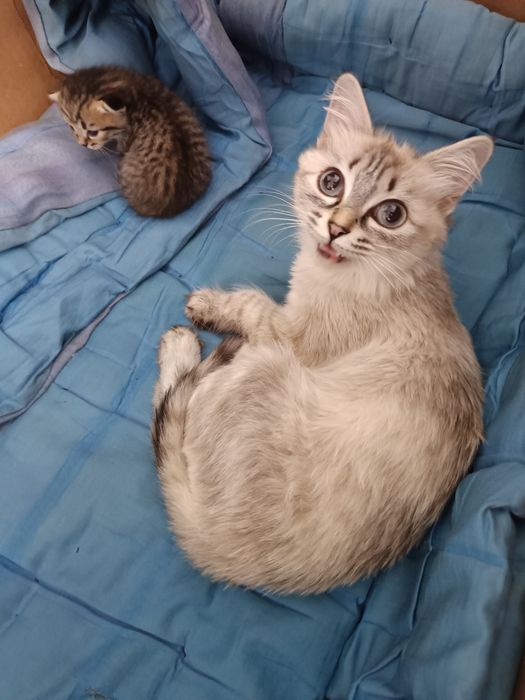 Отдам котят в хорошие руки