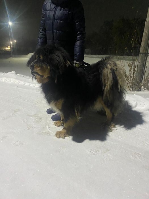 тибетский мастиф , в добрые руки! Девочка