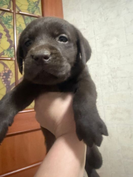 Продам щенков лабрадора