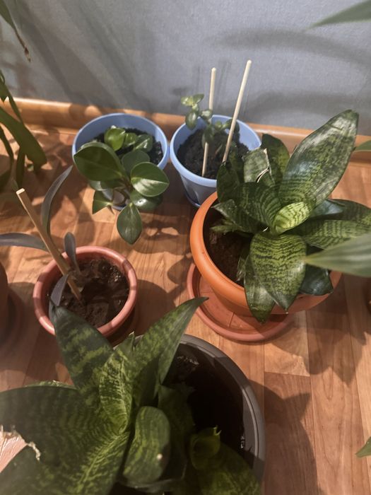 комнатные растения