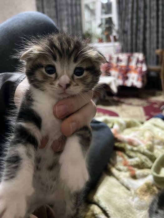 Продается Вислоухохий скотиш фолд