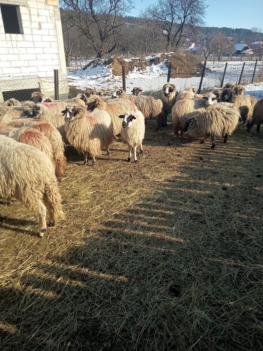 Oi de vanzare / suceava