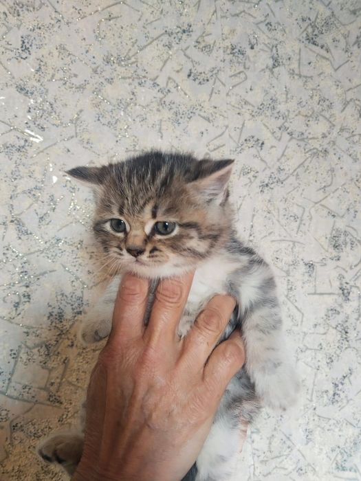 Котята шотландцы