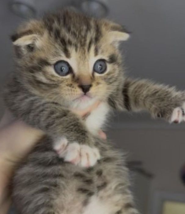 Британские котята, мальчики и девочки!