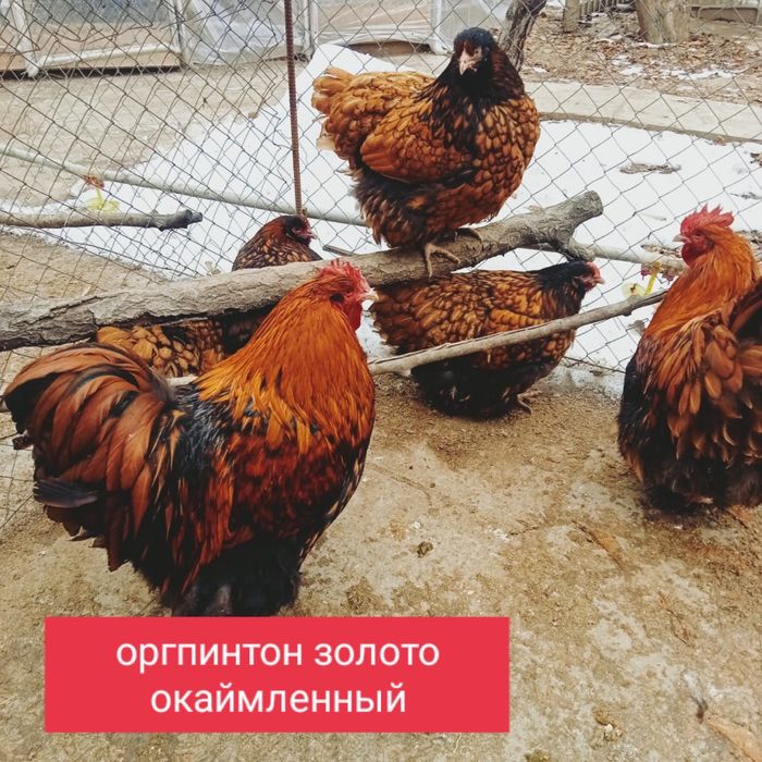 Инкубационные яйца