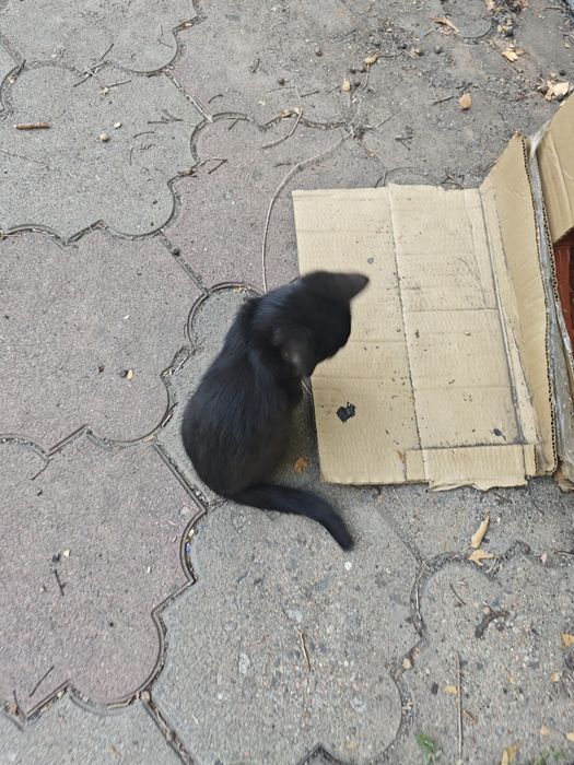 Отдам котенка в добрые руки. Охотник
