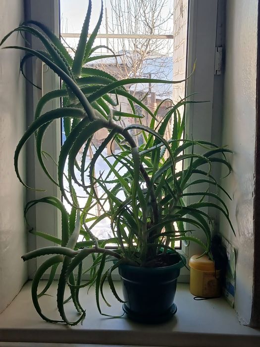 Продам столетник