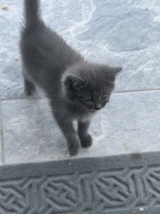 Котята в хорошие руки