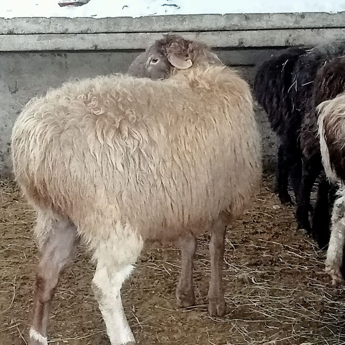 Кой сатылады 50000тг