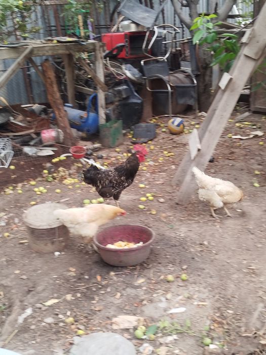 Продам курей и петуха