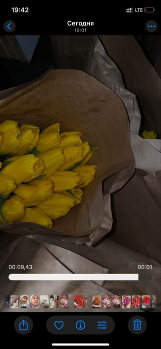 Тюльпаны 7 расцветки