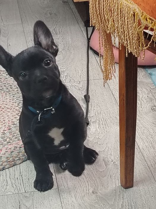 Продам французского бульдога