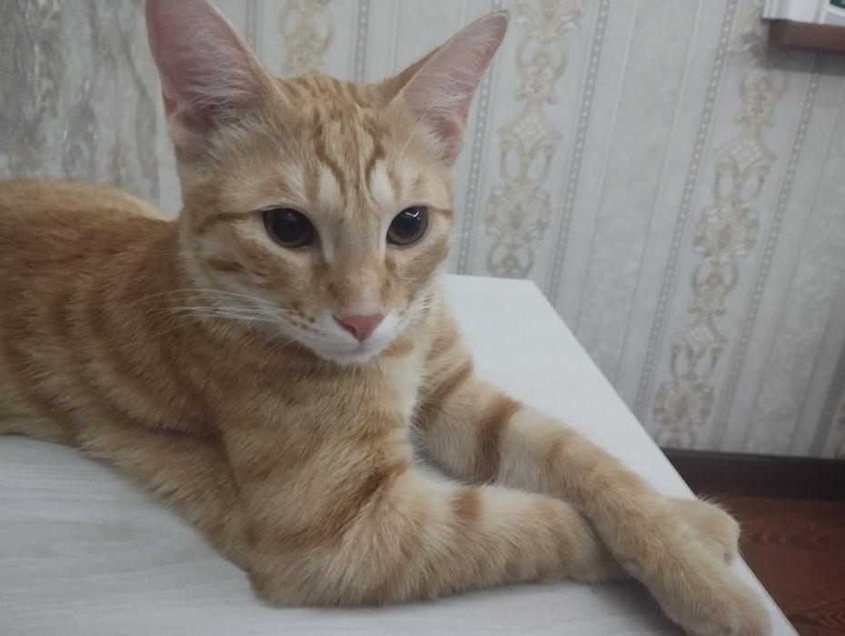 Отдам кота в хорошие руки