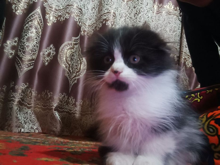 Mushukchalar sotiladi Scottish fold va mitis bolalari