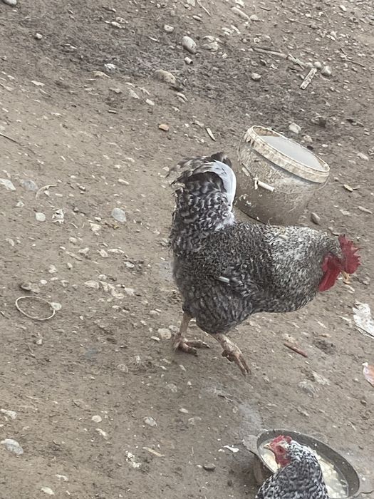 қораздар сатылады