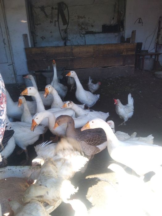 Продаю живых домашних гусей