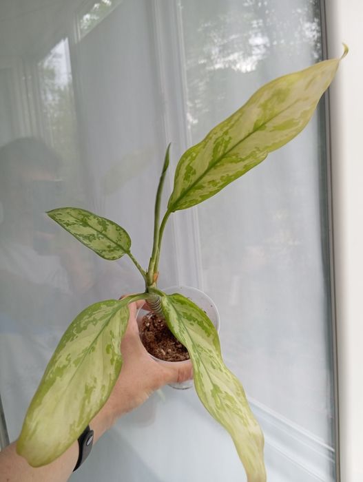 Комнатные  цветы