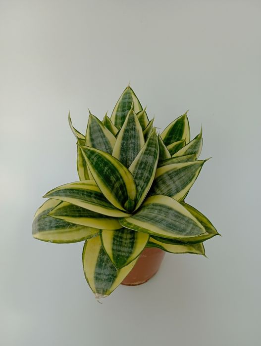 Продам комнатные цветы