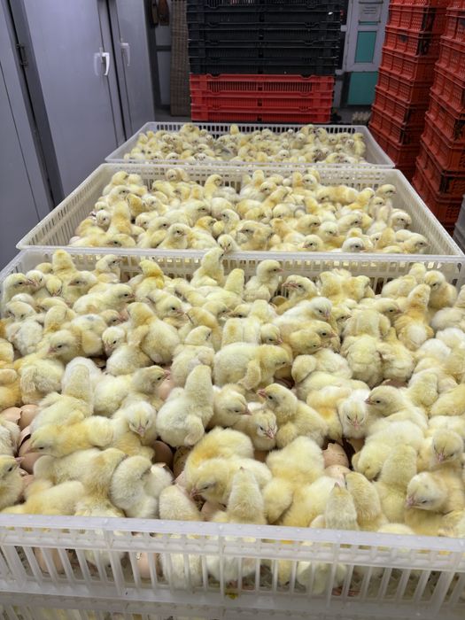 Суточные бройлеры COOB 500