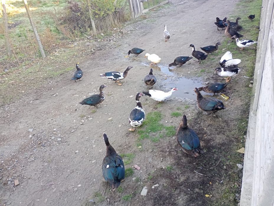 Rațe leșești tinere din luna mai