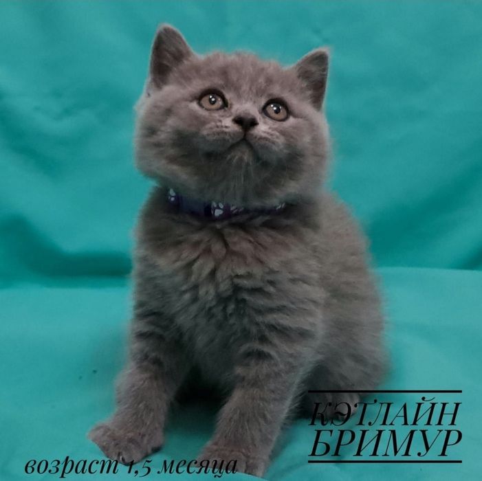 Британские котята. Пиномник.