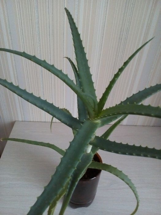 Продам цветок алоэ