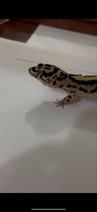 Эублефары (bandit) взрослые самцы