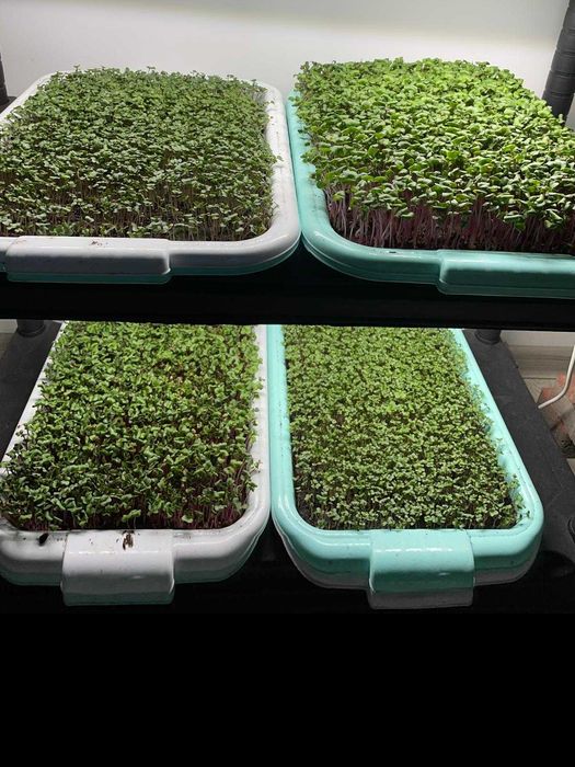 Semințe pentru Microplante – Mazăre, Broccoli, Floarea Soarelui