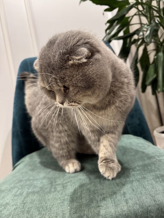 Vyazka uchun o’gil bola mushuk