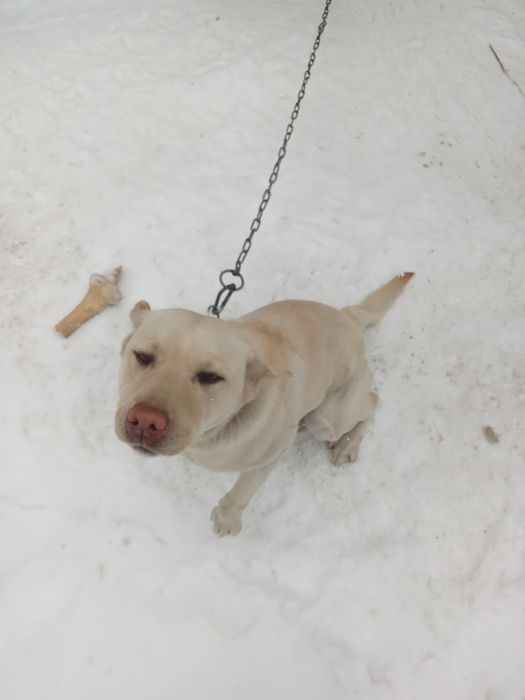 Собака.порода лабродор-ретривер.