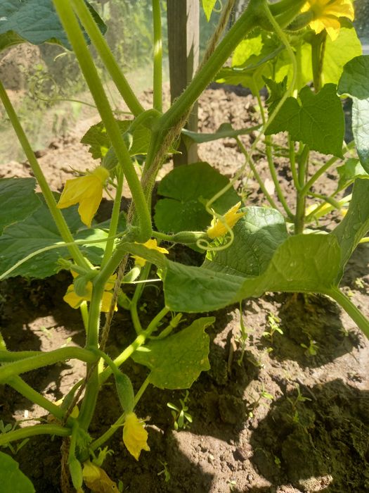 Продам дачу (зимний вариант)