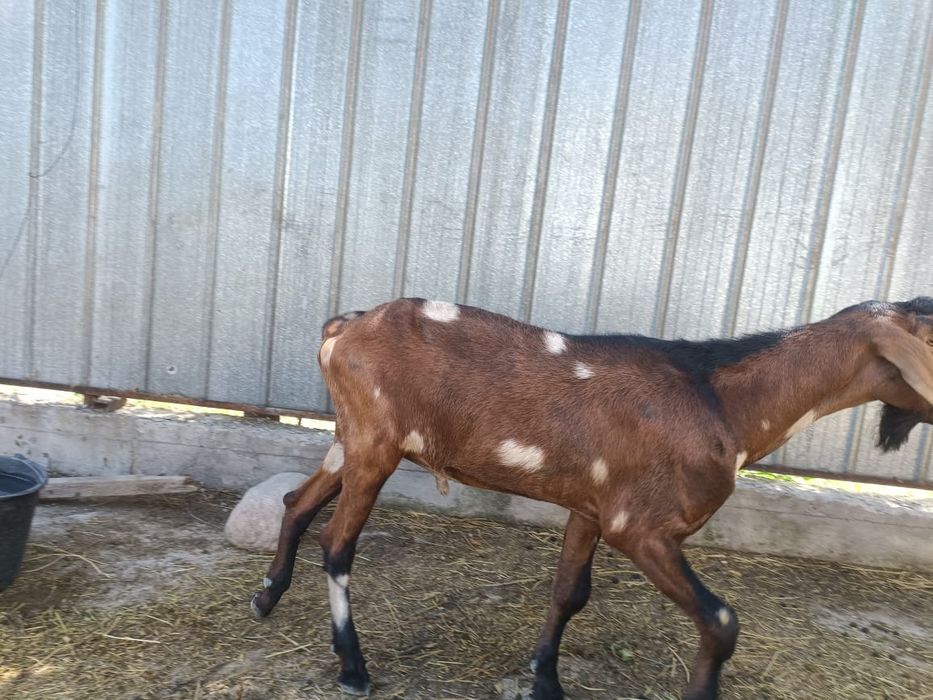 Козёл Теке Англонуби