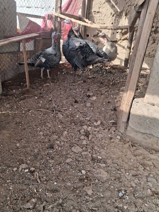 Индуктер сатылады