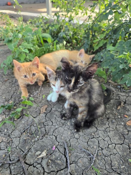 отдам в добрые руки котенков