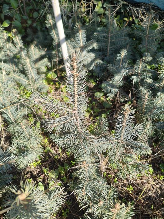 Ko'k archa (Ель голубая, ель колючая)