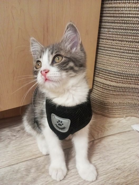 Срочно отдаётся котенок мальчик!