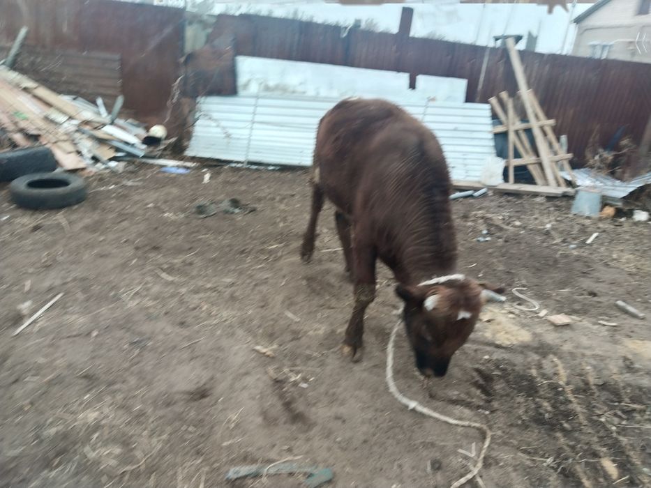 Продаётся бычок 1,5лет