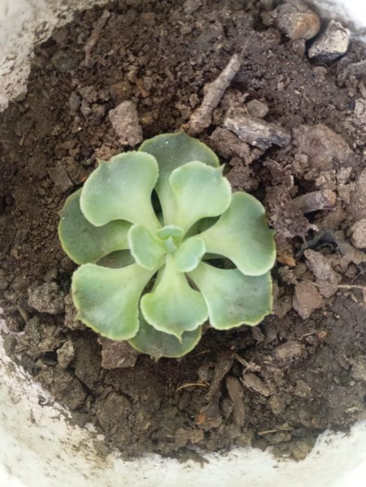 Продаю комнатные цветы