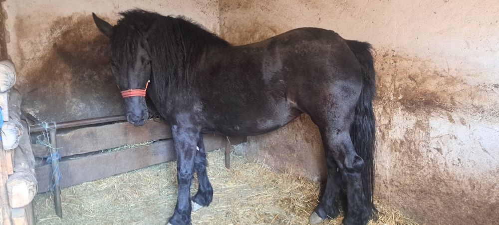 Vând  mânză  de trei ani