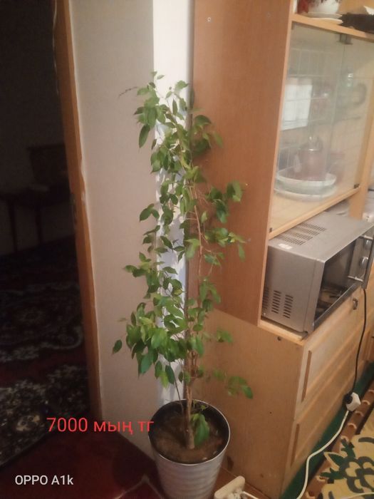 Бөлме гүлдерін сатамын