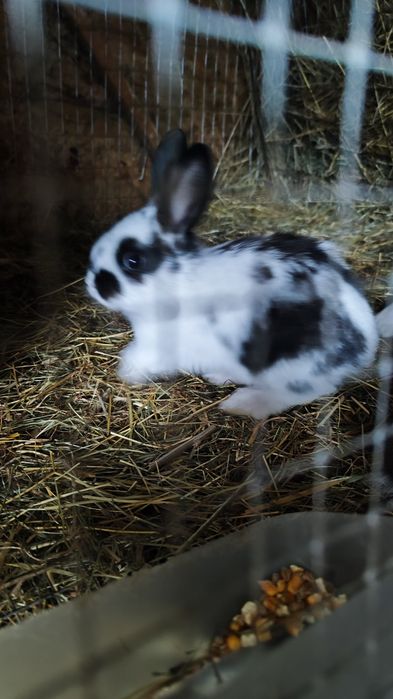 Iepurași de toate varstele.